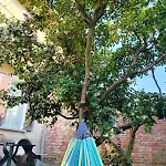 Casa Alberello